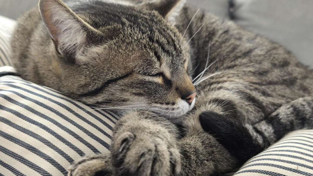 Pourquoi les chats volent toujours notre place assise