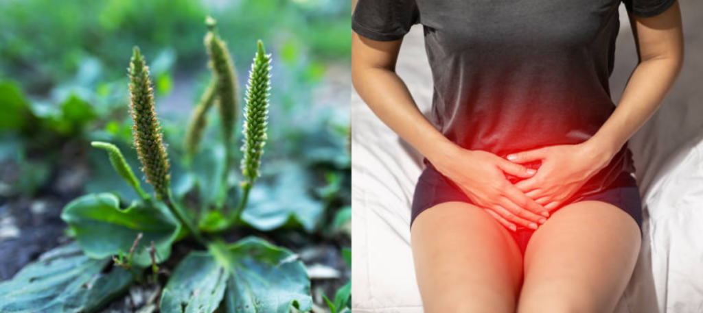 La plante « guérit-tout » qui aide à purifier l’intestin, soulage les problèmes respiratoires et les infections urinaires